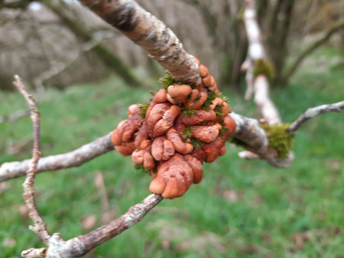 Thalie__K's tweet photo. A few weeks ago saw some hazel gloves fungus (Hypocreopsis rhododendri) for the first time! in Ballachuan Hazelwood near Oban ๐ด๓ ง๓ ข๓ ณ๓ ฃ๓ ด๓ ฟ It is a rare species and globally threatened. Exclusively found in temperate rainforest ๐ณ #fungus #scotland #hazeltree #oddlooking #westcoast https://t.co/jn8a7Yefip