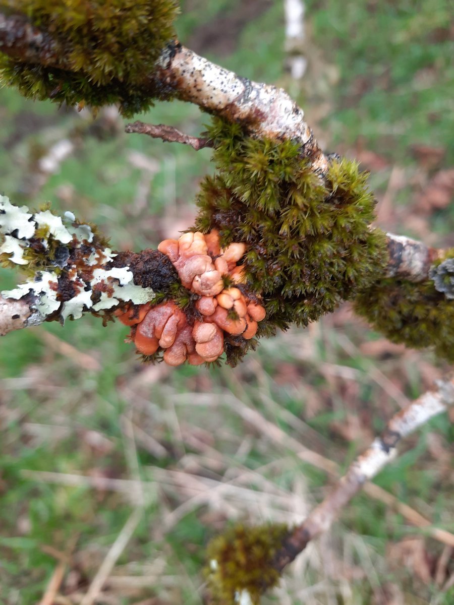 Thalie__K's tweet photo. A few weeks ago saw some hazel gloves fungus (Hypocreopsis rhododendri) for the first time! in Ballachuan Hazelwood near Oban ๐ด๓ ง๓ ข๓ ณ๓ ฃ๓ ด๓ ฟ It is a rare species and globally threatened. Exclusively found in temperate rainforest ๐ณ #fungus #scotland #hazeltree #oddlooking #westcoast https://t.co/jn8a7Yefip