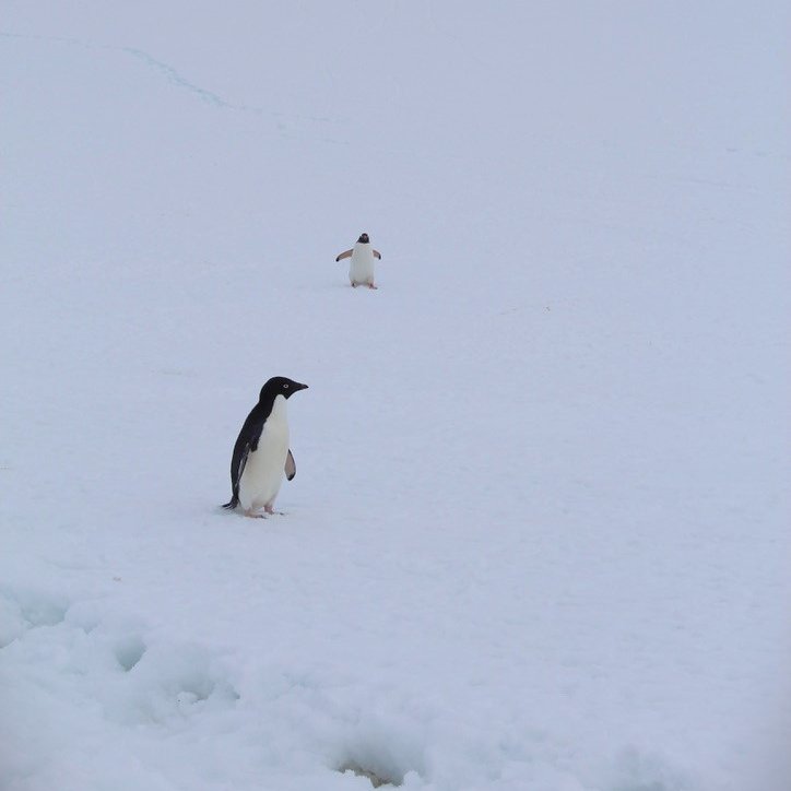 Penguin Watch tweet media