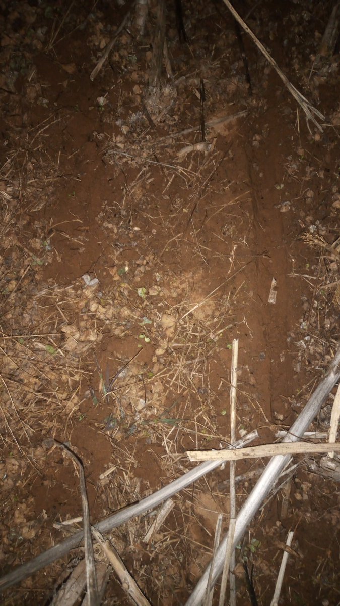 IanCocko's tweet photo. Crumble wheel is making a fair bit of difference to furrow closure in super moist conditions this year. Open slot is standard JD closing wheel. #johndeere1890 #discseeding https://t.co/fR0RMmS7zg