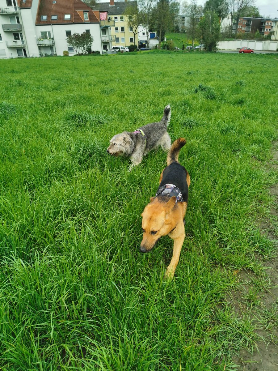 Paco_Bealy_Jane's tweet photo. Unterwegs durch Wald und Wiesen.. 😁
#PacoBealyundJane #Hugositting #KleinHugo https://t.co/nX4jLuvKCA