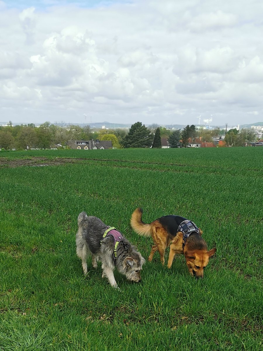 Paco_Bealy_Jane's tweet photo. Unterwegs durch Wald und Wiesen.. 😁
#PacoBealyundJane #Hugositting #KleinHugo https://t.co/nX4jLuvKCA