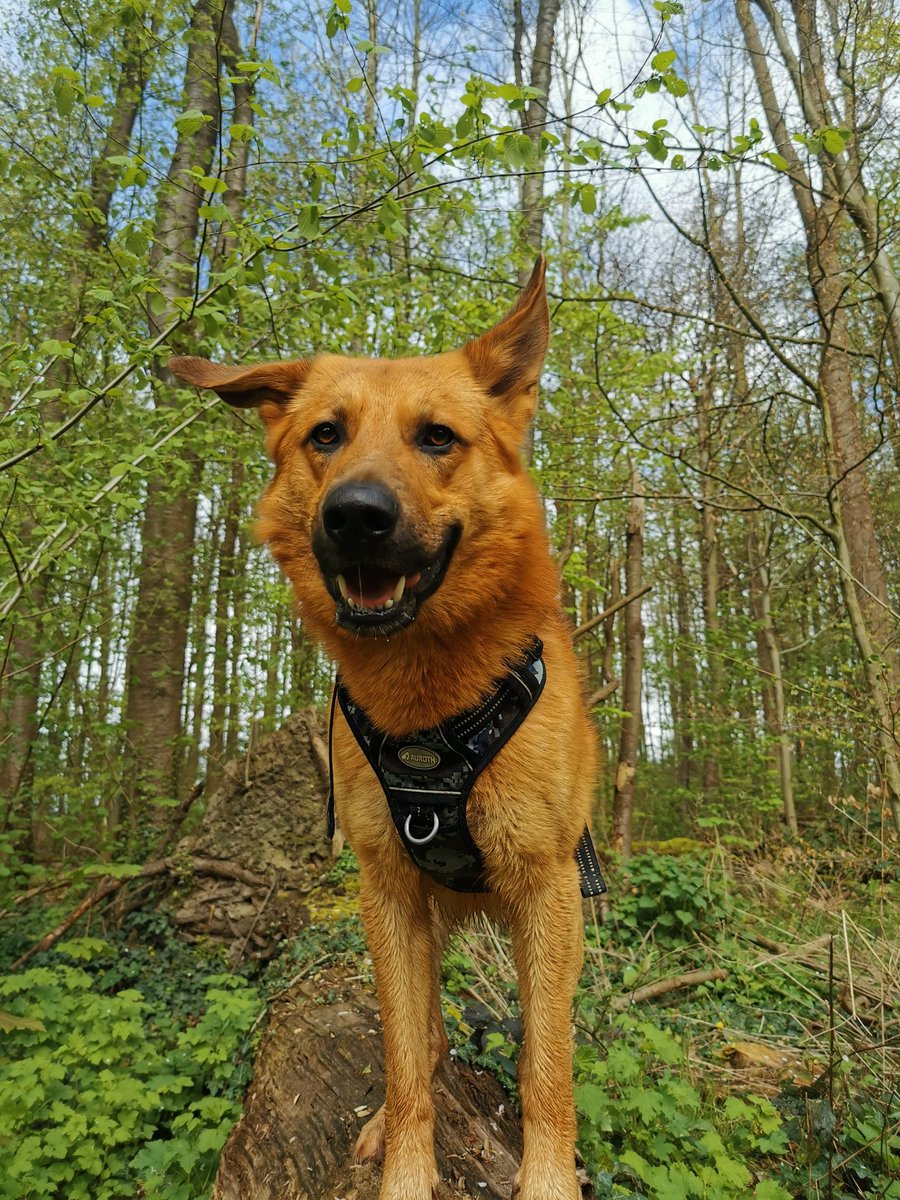 Paco_Bealy_Jane's tweet photo. Unterwegs durch Wald und Wiesen.. 😁
#PacoBealyundJane #Hugositting #KleinHugo https://t.co/nX4jLuvKCA