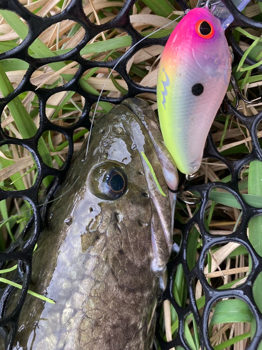 Bousou_Shingo's tweet photo. ゴミ拾いした後すぐ釣れた!
そして今年初の雷魚も釣れた!
#霞水系 #ミブロ #バレットヘッド https://t.co/PPxNK2y85k