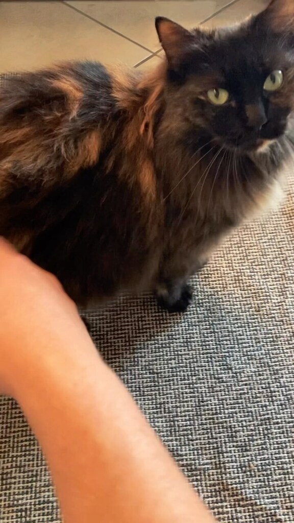 Aquela dose de fofura pro dia começar legal!!! Essa é a Bethânia toda carinhosa como de costume! 💛😍😻
.
.
.
.
.
.
.
.
.
.
.
.
.
.
.
.
.
.
.
.
.
#catslife #catsuit #catsoftheday #catsoftheworld #catsfollowers #catsagram #catsrequest #catstagram #cats_o… instagr.am/reel/CrdJM73Ji…