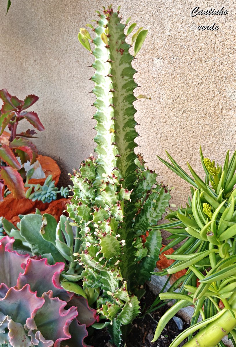 Marlie70's tweet photo. Guia de cultivo do Cacto Candelabro - Euphorbia Trigona. Cuidados, multiplicação, manutenção e descrição #Euphorbia #suculentas #plantas #cantinhoverde #euphorbias #cadelabro
https://t.co/dfE16XUpns https://t.co/So7kS9aHDX