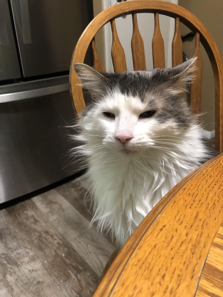 SnowFairy29's tweet image. #TuesdayMood #CoffeeNow 😓😵‍💫☕️ #CatsOfTwitter no sleep at all 😩