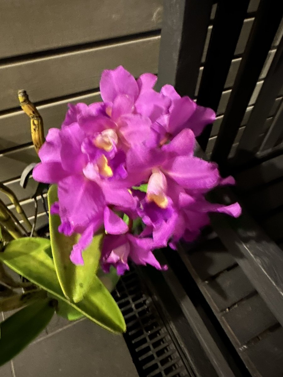 onlineorchids's tweet photo. Cattleya Portia Cannizzaro…brightening our front entrance😊😊

@onlineorchids @kochie_online @SSOSOrchids https://t.co/WdeuVR4RsB