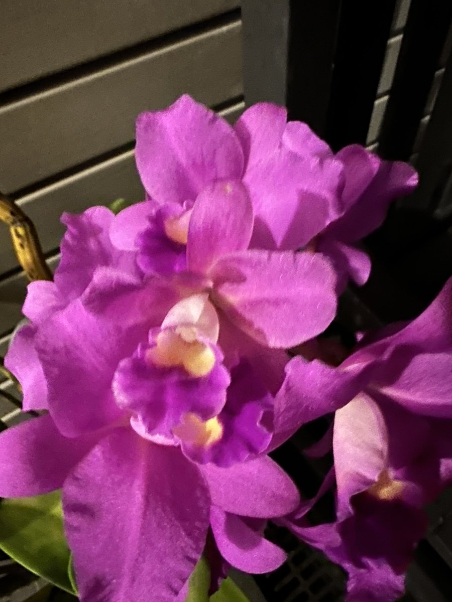 onlineorchids's tweet photo. Cattleya Portia Cannizzaro…brightening our front entrance😊😊

@onlineorchids @kochie_online @SSOSOrchids https://t.co/WdeuVR4RsB