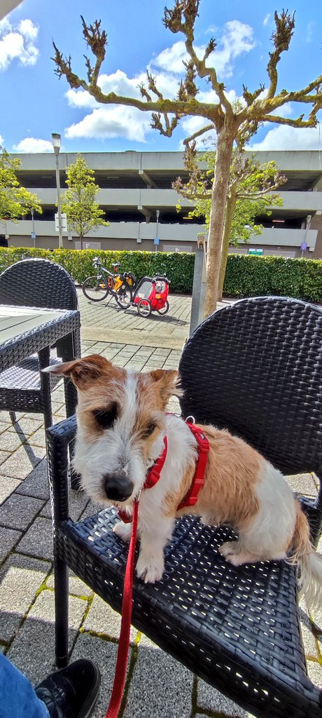 Firesnapper999's tweet photo. Next Stop: Ball time for Eddie at @Farnboroughbp Historic Airship Hanger Frame. Then another leg rest stop for #DecaffResus at #AviatorsCafe #CaffeKix at the #TheHub #Farnborough #EddiesFureverLife #EddieScruffster #JackRussellPupDad https://t.co/fkXLErlv1x