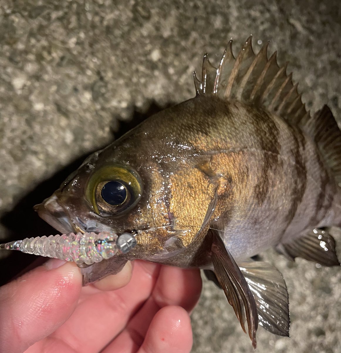 FISHLABO_STAFF's tweet photo. カラーチェンジが肝🔥
先日のメバリングでは、クリア系とソリッド系を使い分けて釣り続けました
初めはソリッド系で表層
アタリが遠くなったタイミングに、クリア系で表層より少し下のレンジを通す❗️
メバリングでは #Riverch 1.6㌅メイン!
カラーも豊富に持って行きましょう🔥
#メバリング #釣り https://t.co/ImtqmBdeJu