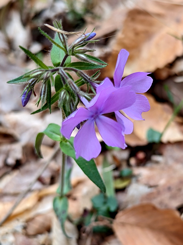 AndiFerguson1's tweet photo. #PhotoOfTheDay.  Over @SycLandTrust's #DowneyHillPreserve, the nature preserve across the road from us which includes a large flower-loving valley.
#photography #wildflowers #trillium #SolomonsSeal (w/o flowers) #groundsel #phlox https://t.co/K9iADwt87x