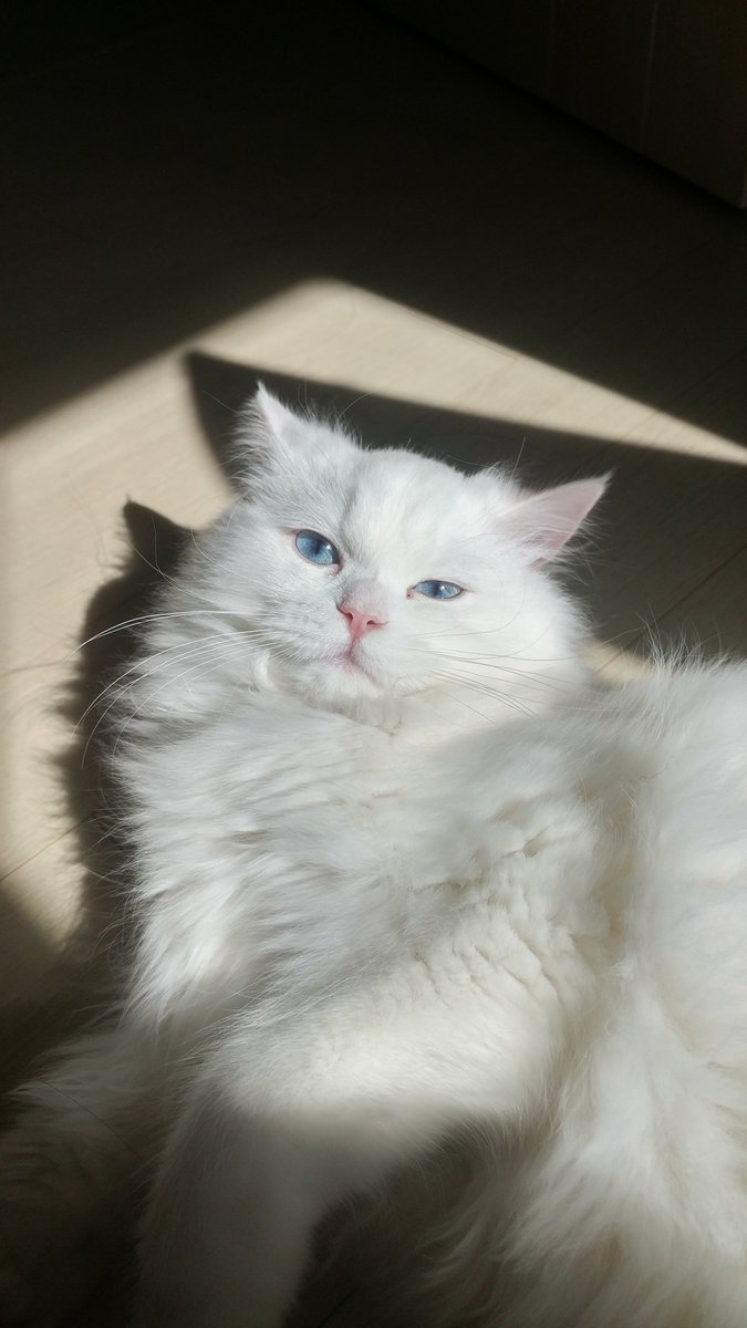 Persian_Bada's tweet photo. 승기야.. 맻시고 https://t.co/ihU8x9MTnh