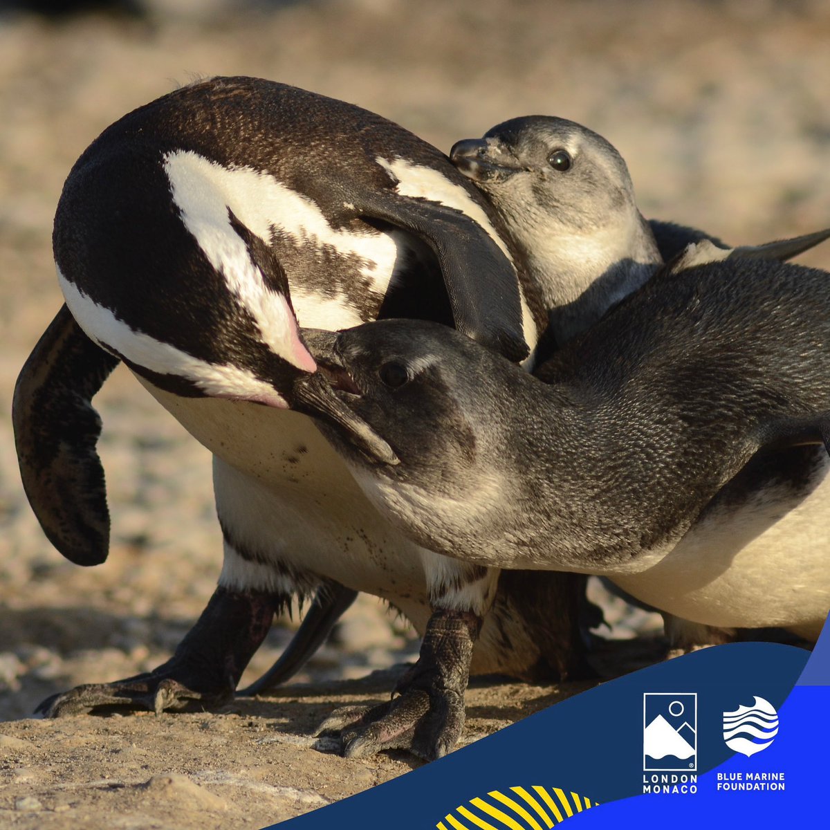 Happy World Penguin Day!
#WorldPenguinDay 
•
Meet the South African Penguin 🥰
There are only 4000 remaining breeding pairs left in Namibia. Our project which was funded by L2M22 is helping build a seabird rehabilitation centre! 
Huge thank you for helping these beautiful birds!
