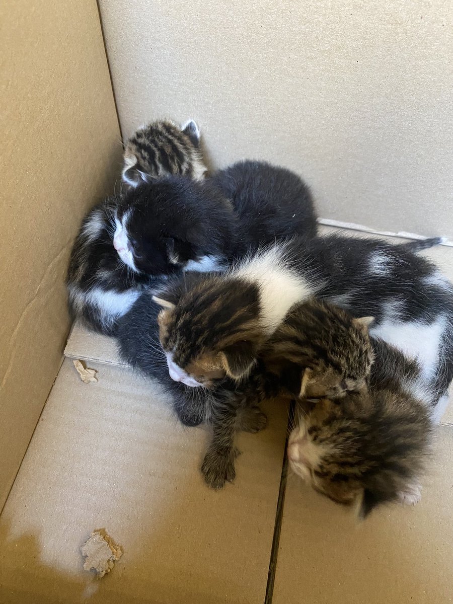 Maria_GM14's tweet photo. Se regalan gatitos. Porfa si no podéis quedaros ninguno, difundid 🙏🏻#gatitos #gatos #regalogatitos https://t.co/A3ny895N7h