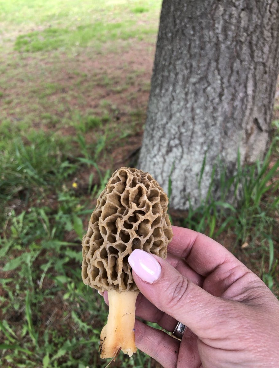 keel_mrs's tweet photo. It’s that time of year again in @PureMichigan ! Do you have a secret spot for hunting these spring delicacies! This is ours 🤎 https://t.co/8aXyuoTpEC
