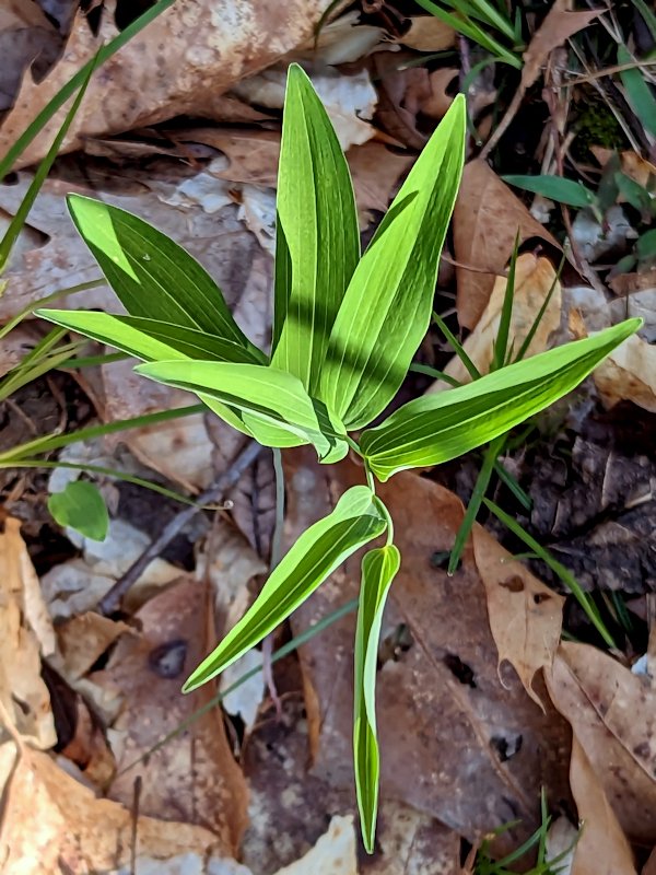 AndiFerguson1's tweet photo. #PhotoOfTheDay.  Over @SycLandTrust's #DowneyHillPreserve, the nature preserve across the road from us which includes a large flower-loving valley.
#photography #wildflowers #trillium #SolomonsSeal (w/o flowers) #groundsel #phlox https://t.co/K9iADwt87x