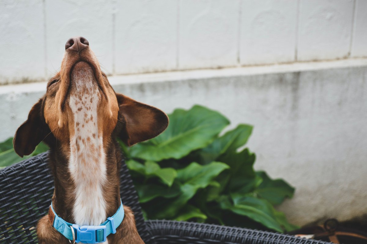 Should we own #dogs? Caroline and Linda give their response to a recent <a href="/guardian/">The Guardian</a> article in this week's podcast: barketplace.uk/should-we-own-…