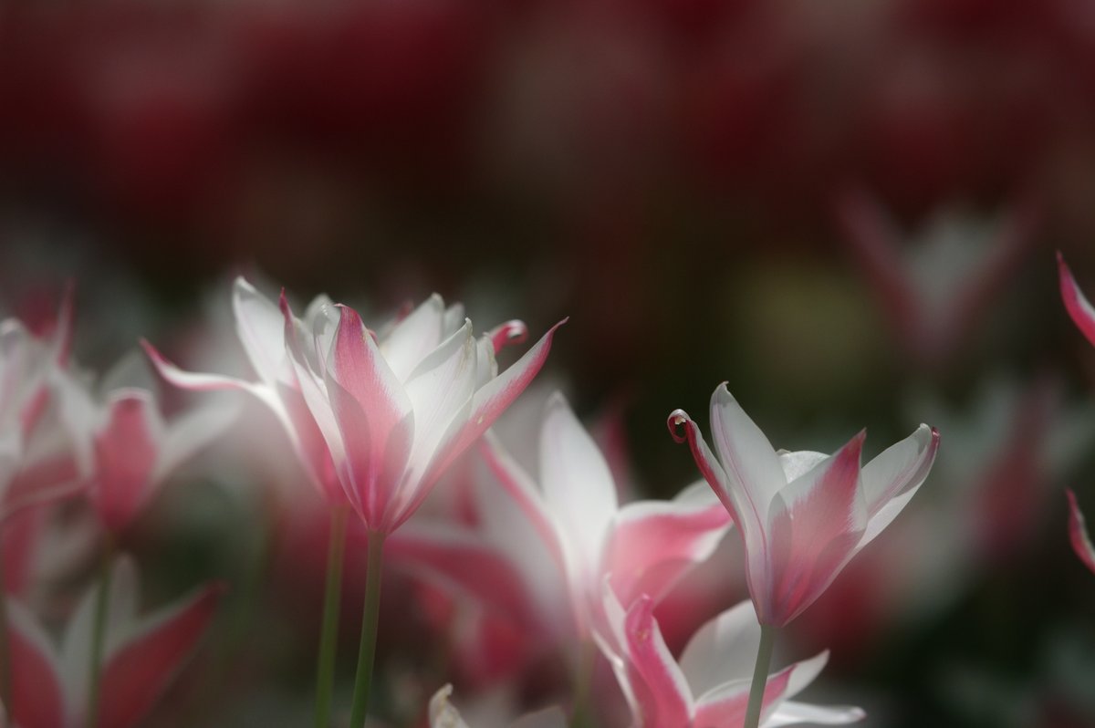 fat_murano's tweet photo. #pentaxkp / #pentax_fa300
#チューリップ #tulip #photography #なかなか良い雰囲気で撮れた #多重露光 #multiple_exposure https://t.co/z9lg2rpZgU
