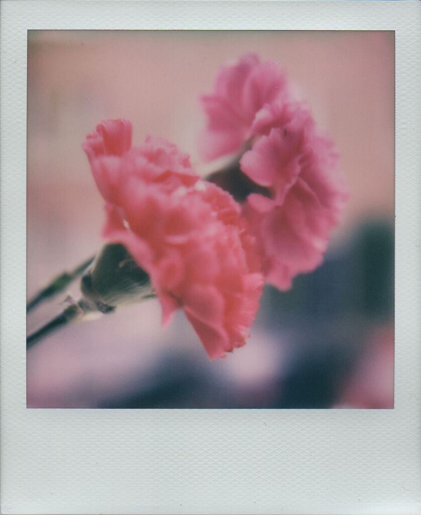 darthpelo's tweet photo. Polaroid Week Spring 2023 day 3
#RoidWeek #PolaroidWeek2023 #polaroidweek
.
.
.
.
.
.
.
#polaroidcamera #polaroidfilm #polaroidphotography #polaroidphoto #useinstantfilm #polaroiders_it #polaroid_it #mypolaroidperspective #theanalogclubg https://t.co/QxaFXKU0zD https://t.co/MhEiHkdgUl