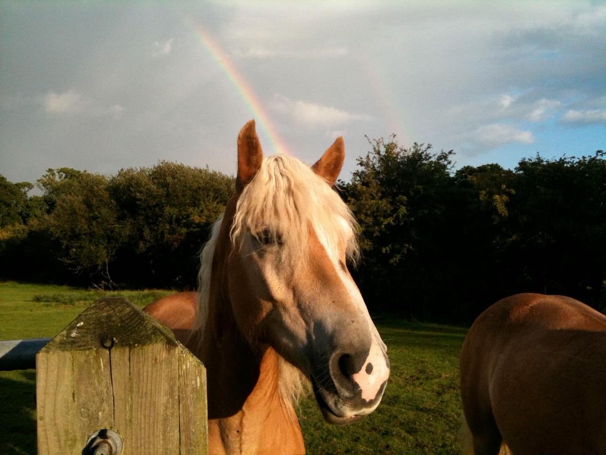 nbquisqualis's tweet photo. Thank you for all the best and wonderful memories, even if they were rather eventful. Thank you for all the things you taught me and may you now rest in peace and be in no more discomfort. Love you Tibbe Horse and will miss you but will never be forgotten. Nashua van de Tibbe💜🌈 https://t.co/Frs2pSbptt