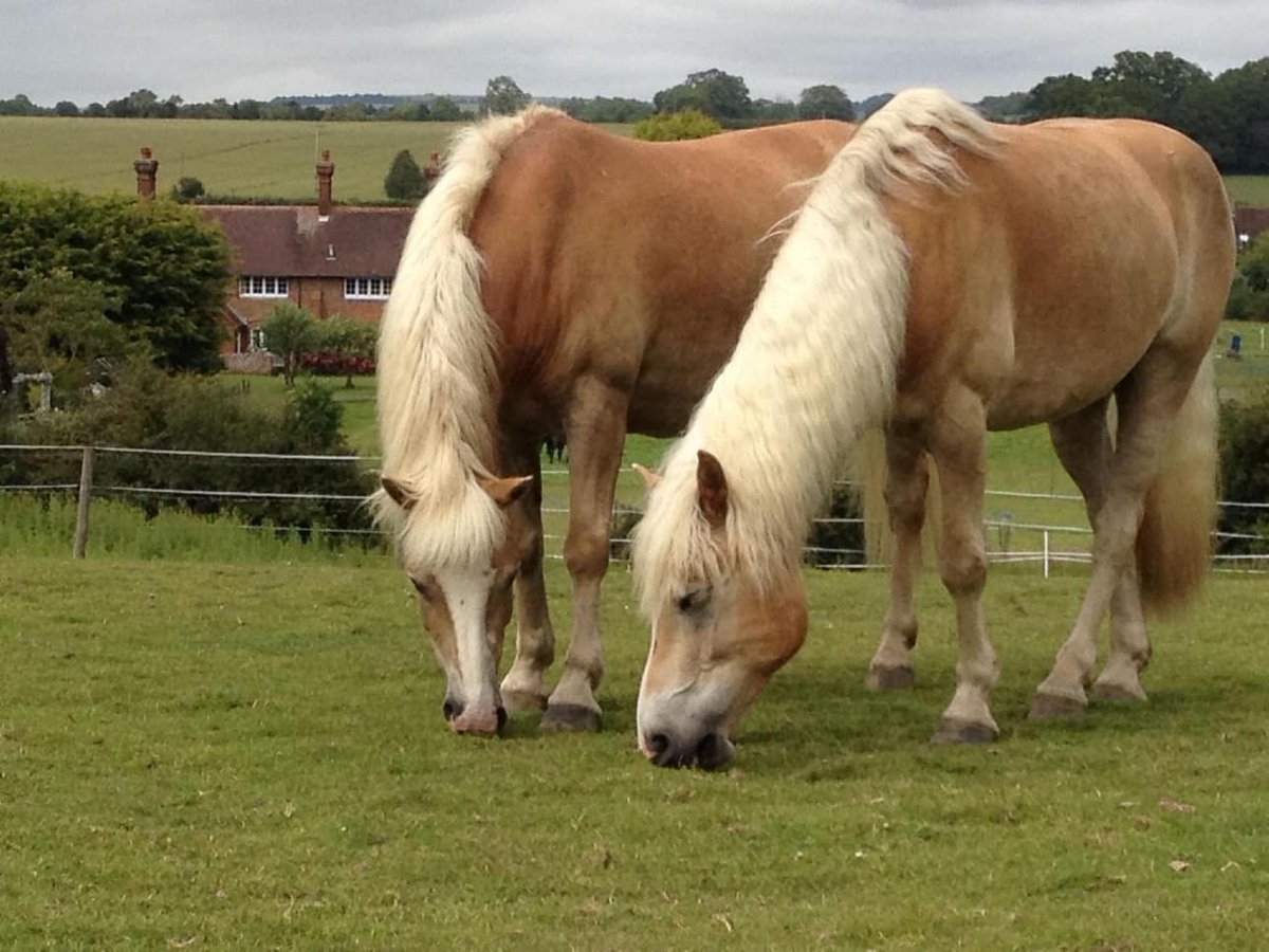 nbquisqualis's tweet photo. Thank you for all the best and wonderful memories, even if they were rather eventful. Thank you for all the things you taught me and may you now rest in peace and be in no more discomfort. Love you Tibbe Horse and will miss you but will never be forgotten. Nashua van de Tibbe💜🌈 https://t.co/Frs2pSbptt