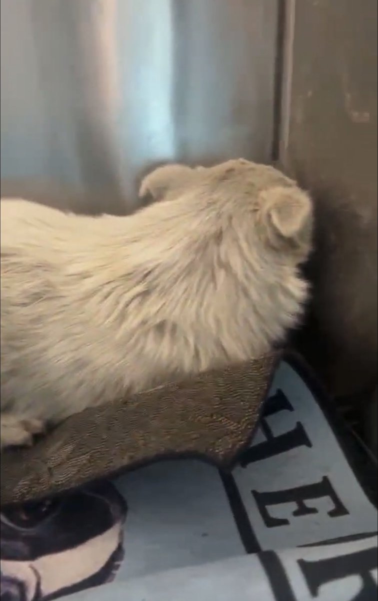 PawsofChina's tweet photo. A broken soul, failed so miserably by humans &amp;  can’t even bear to turn around. Terrified &amp; biting anyone that goes  near 🥹. Haven’t seen a dog this traumatised in a long time.   https://t.co/nVB39V155f https://t.co/1JRxT37yeq