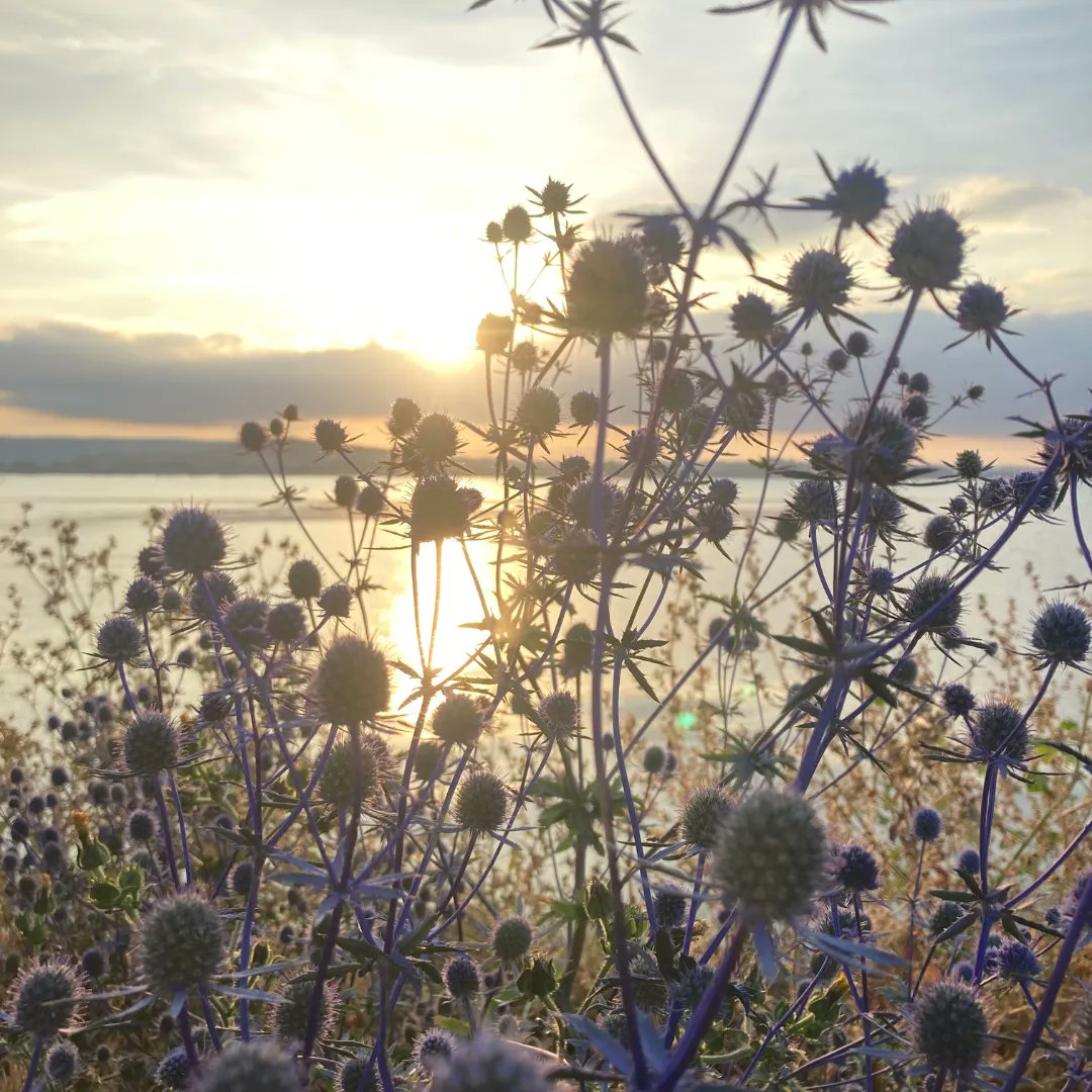 lukejonesre's tweet image. From stunning scenery to thrilling water sports, this beautiful location offers something for everyone. Whether you're looking to cast a line and catch some fish or simply relax and soak up the sunshine, the Exe Estuary is the perfect destination. 

#kwexeter #devonuk #exeterlife
