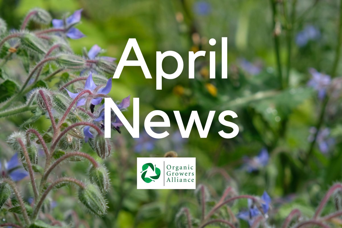 April news from OGA! 🌱 Read for highlights from our #propagation tour at Delfland's Nurseries; news of our upcoming farm tour at <a href="/ColeshillOrgVeg/">Coleshill Organics</a> &amp; webinar on #planningpermission; plus all the latest events, news, jobs and opportunities for growers.
mailchi.mp/4f0af0348e3d/a…