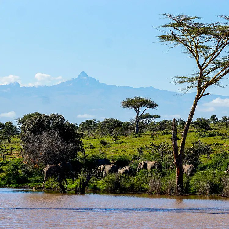 SafariDeal's tweet photo. Kenya's natural landscapes are simply breathtaking. From the majestic Mount Kenya to plains of the Masai Mara , there's no shortage of scenic beauty in this East African country.
https://t.co/miJqIglTKH 
#KenyaSafari #OnceInALifetime #SafariTravel #NatureLovers https://t.co/yB4zkG4Vz9