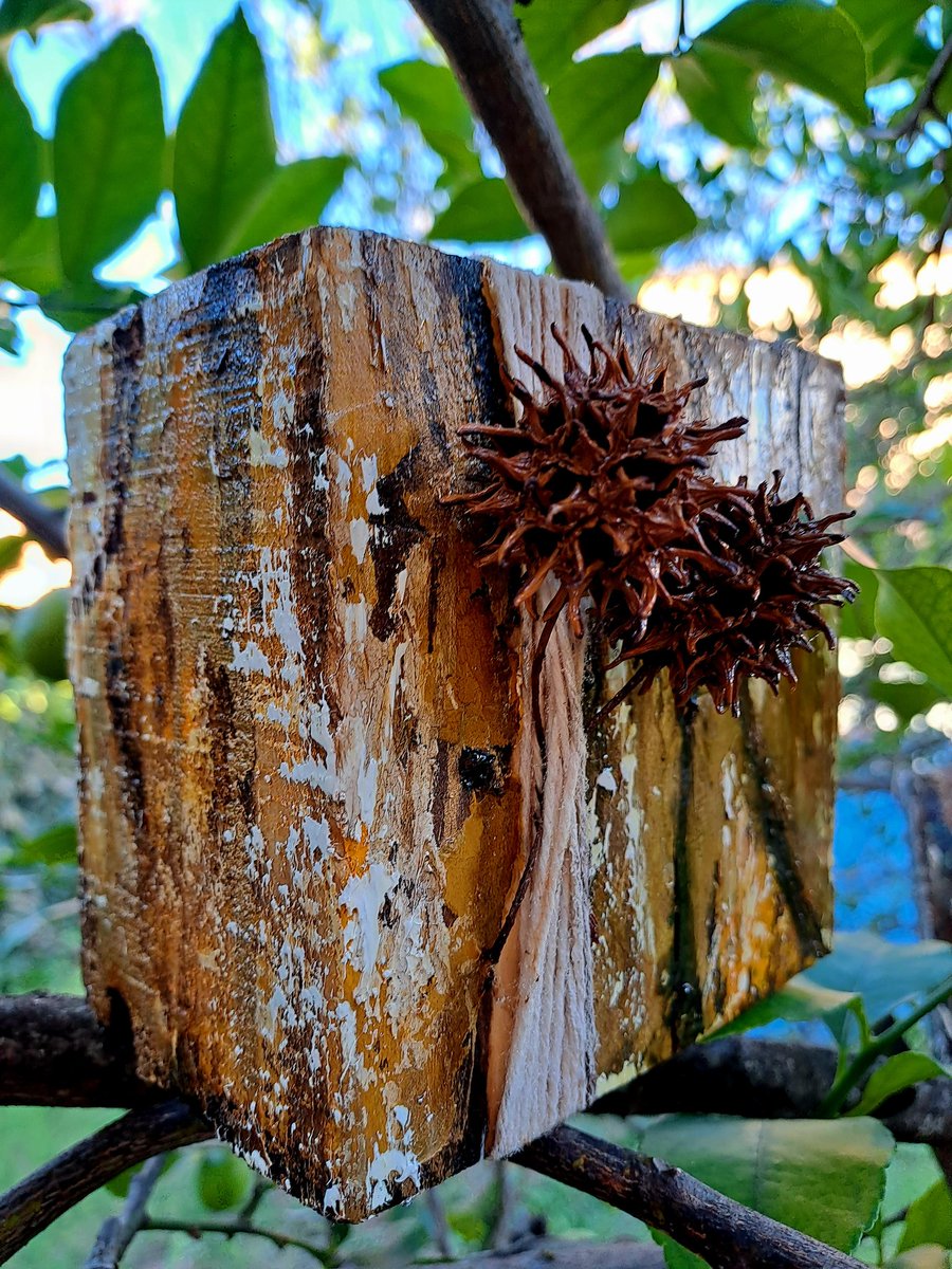 RutZerbatto's tweet image. ᗩᖇTE-OᗷᒍETOᔕ.- Detalles únicos para realzar una biblioteca o una mesita de tu casa o tu oficina.-
tienda.rutzerbattoarte.com 
 &quot;BLOCK LIX&quot;
#artobjects #sustainableart #decodesign #the100dayproject #the100dayproject2023 #the100dayprojectwoodblocks #los100diasproyectolatino