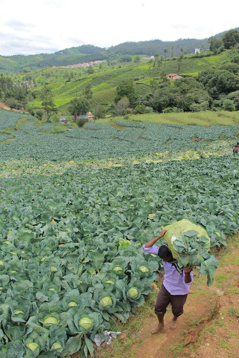 If you are interested in farming please like and retweet.