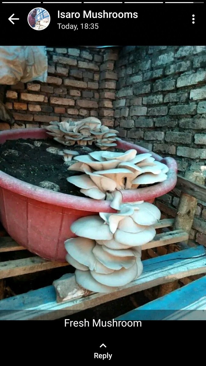 @rukundokeric Turi INGENZI MUSHROOM DEALERS LTD dukora value chain m'ubuhinzi bw'ibihumyo dukorera i Rulindo, byinshi washaka kumenya kubijyanye n'ubu buhinzi watubona kuri <a href="/IngenziD/">Ingenzi Mushroom Dealers</a> ,ingenzimushroom.com cg 0785754166
