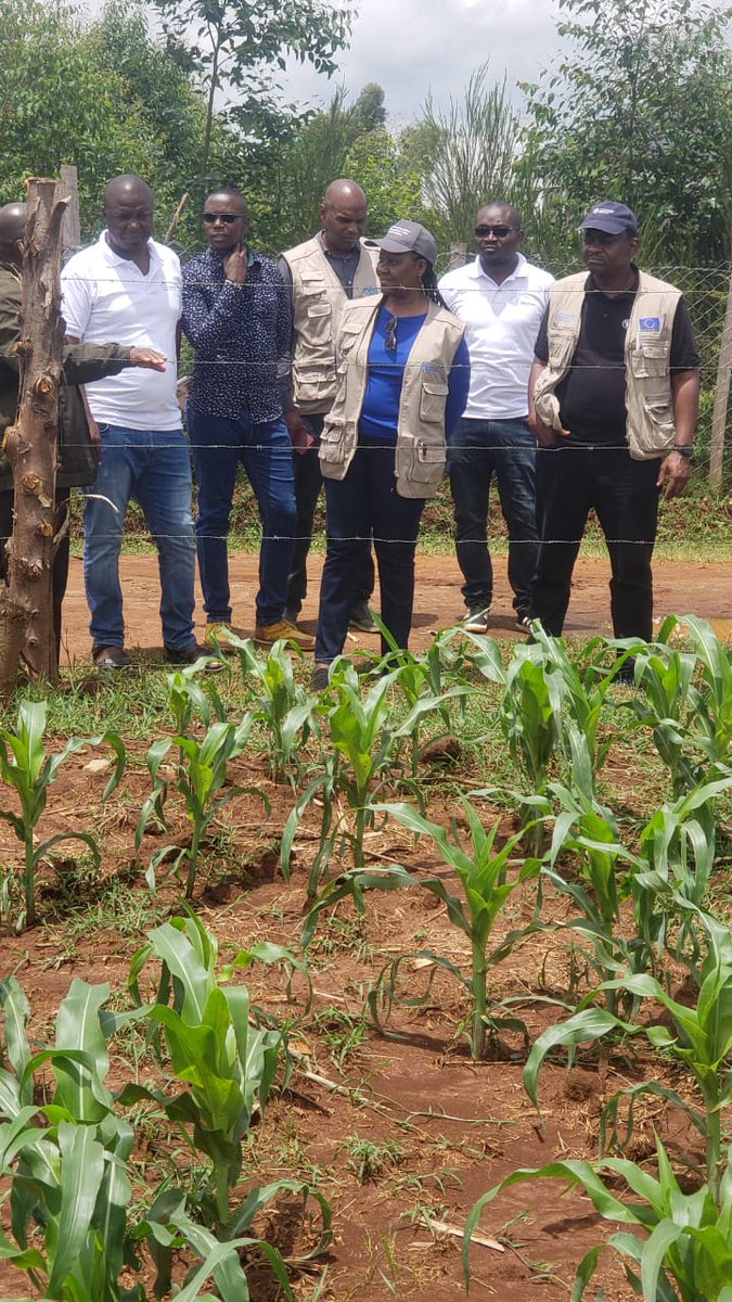 FAO in Kenya tweet media