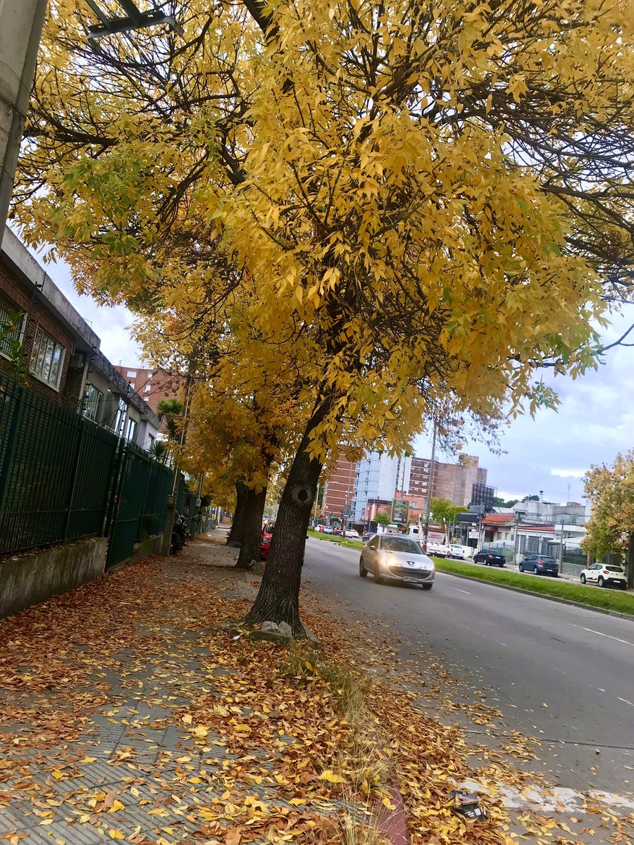 Colores del Otoño 🍁 

Montevideo Uruguay 🇺🇾