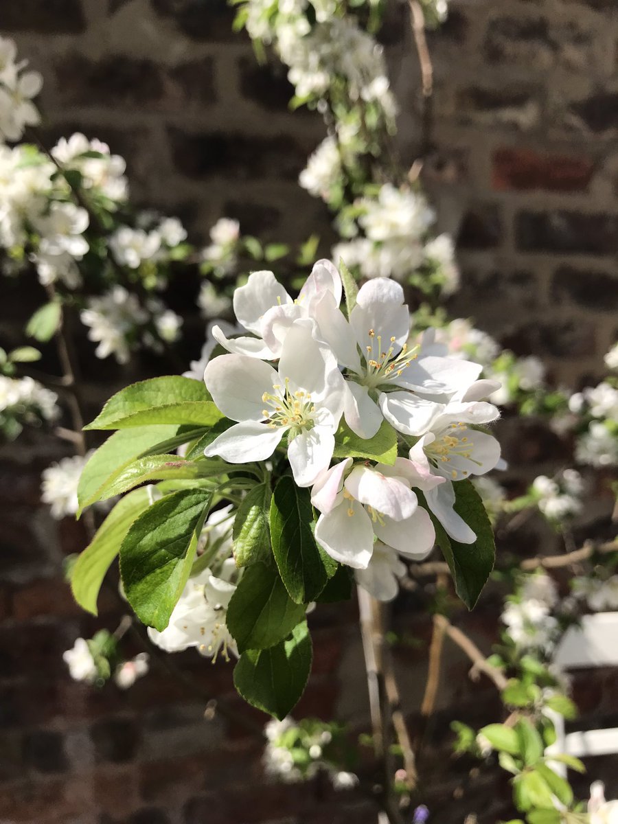 The blossom is in full swing in York. We’ve just opened bookings for 2024 so you can book now to catch the display next year #blossom #blossomwatch #parisitownhouse #booknow #blossomwatchcomp #york #selfcatering #holiday #holidayuk #wheretostayinyork #visityork #ukholiday