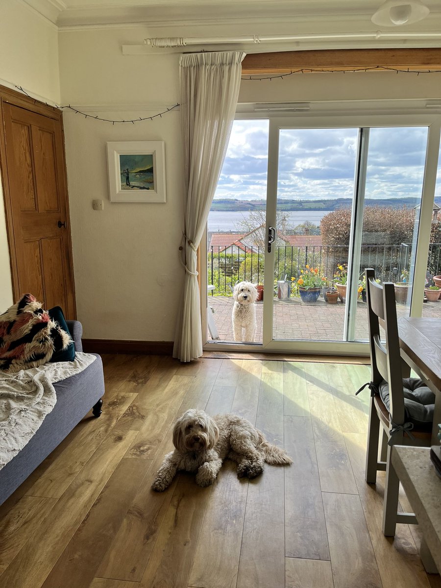 LothianVictoria's tweet photo. My silly dog has been barking at me to open the door. 

The door is clearly open. 

Bless. 

#DogsofTwittter #dogsoftwitter #dumbdogsoftwitter #fozzybear #doglife #dogjoy https://t.co/A1IBBtpuR4