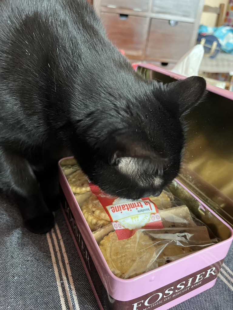 labouille51's tweet photo. Je me demande si Happy n’a pas des origines bretonnes .il adore les galettes bretonnes @latrinitaine  #chat #bretonne https://t.co/CsZERjOgoi https://t.co/OAc1XO1r9q