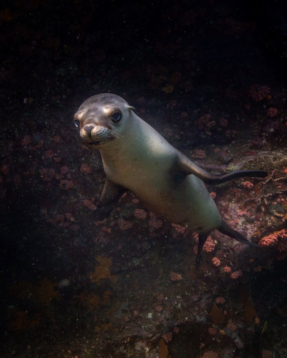 CarlosGrillo's tweet photo. Pense num bichinho divertido, brincalhão e agitado. Se você acha seu filho hiperativo, precisa conhecer um baby seal. Capturar uma imagem dele quietinho desse jeito é quase uma loteria. 

Los Islotes, 2018 https://t.co/cMnktfi2Y2