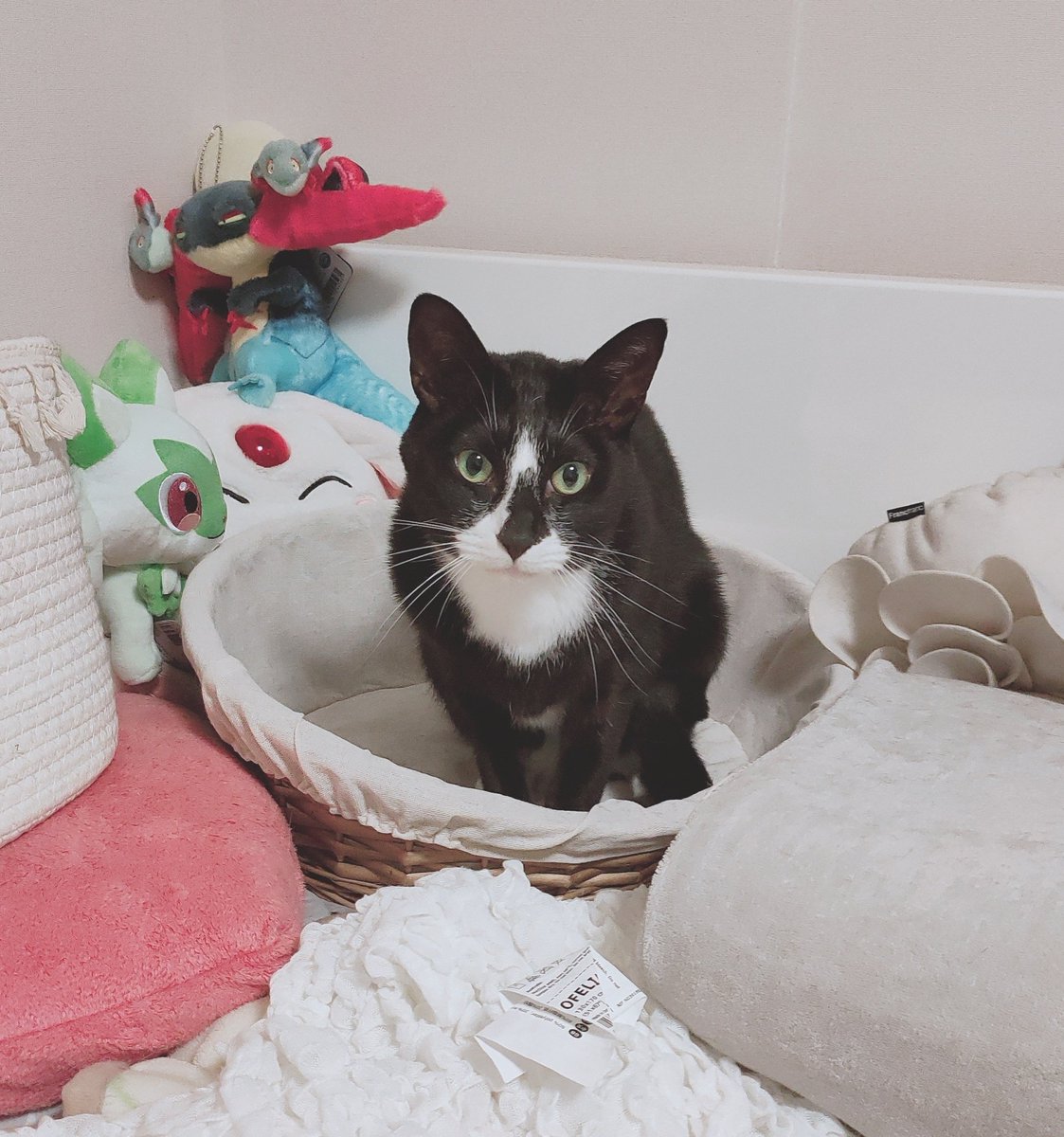 deeppink77's tweet photo. 🐱♂父・アルテミス（10）身体は大きいのに飼い主にべったりな気弱男子
🐱♀母・うに（6）娘には甘い孤高のクール女王
🐱♂息子・ふみ（5）陽キャすぎて嫌われ者だが一切めげないポジティブマン
🐱♀娘・ルル（5）普段は大人しく控えめだけど怒ったら豹変する https://t.co/YtqsKEY2R1
