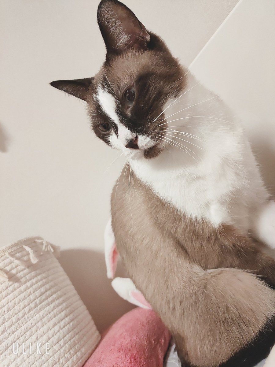 deeppink77's tweet photo. 🐱♂父・アルテミス（10）身体は大きいのに飼い主にべったりな気弱男子
🐱♀母・うに（6）娘には甘い孤高のクール女王
🐱♂息子・ふみ（5）陽キャすぎて嫌われ者だが一切めげないポジティブマン
🐱♀娘・ルル（5）普段は大人しく控えめだけど怒ったら豹変する https://t.co/YtqsKEY2R1