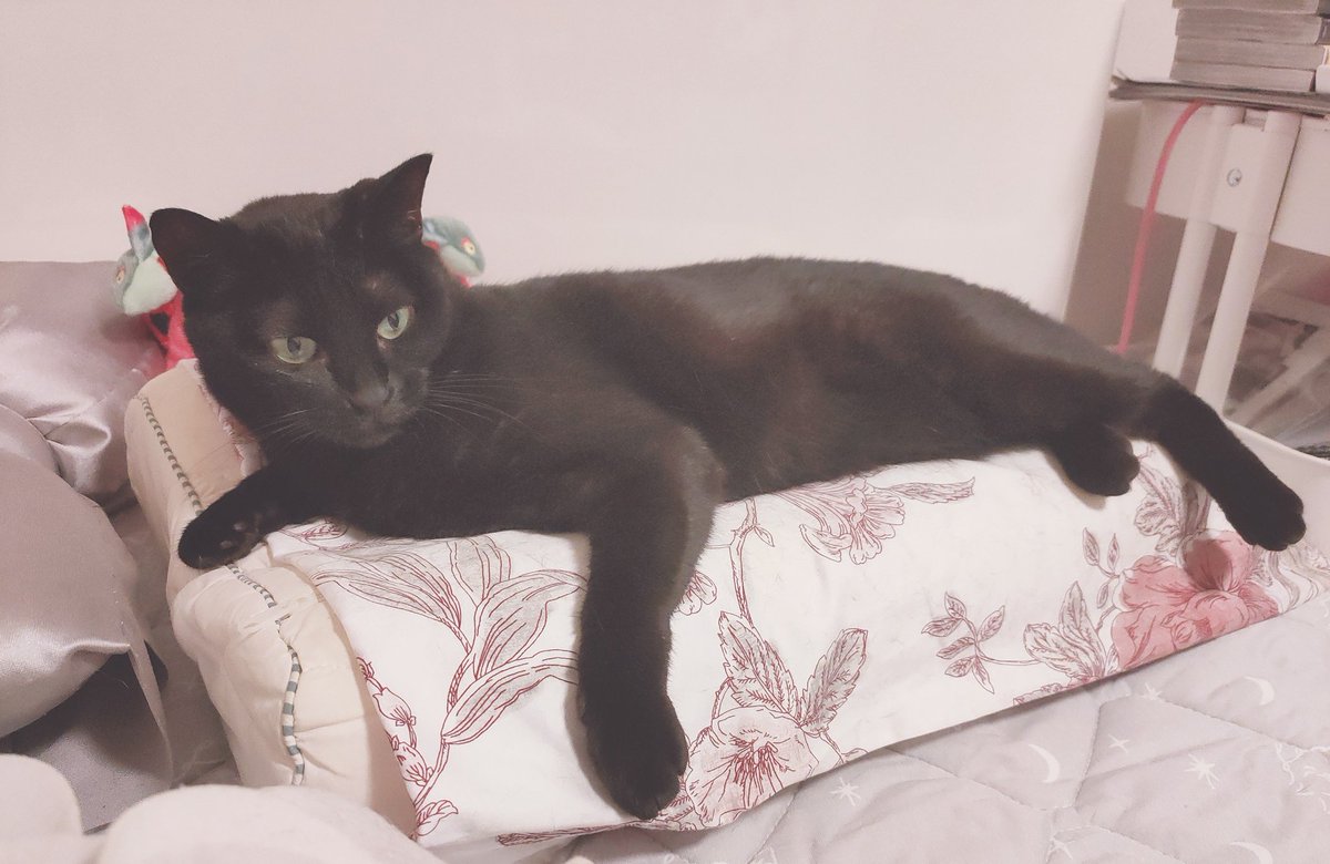 deeppink77's tweet photo. 🐱♂父・アルテミス（10）身体は大きいのに飼い主にべったりな気弱男子
🐱♀母・うに（6）娘には甘い孤高のクール女王
🐱♂息子・ふみ（5）陽キャすぎて嫌われ者だが一切めげないポジティブマン
🐱♀娘・ルル（5）普段は大人しく控えめだけど怒ったら豹変する https://t.co/YtqsKEY2R1