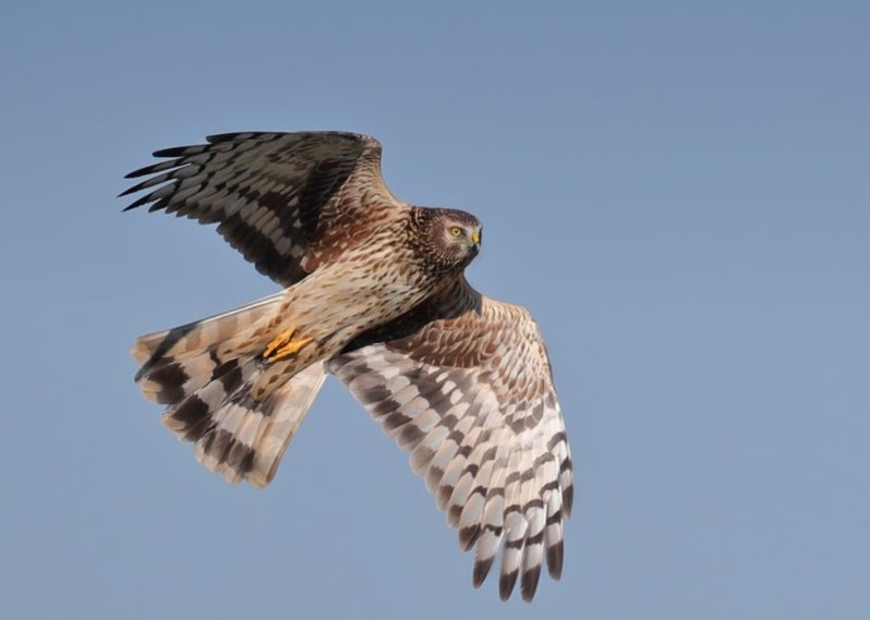 FIVE more young satellite-tagged hen harriers go 'missing' on moorland in N England.

All 5 were from <a href="/DefraGovUK/">Defra UK</a> 's ludicrous brood meddling scheme.

Why hasn't <a href="/NaturalEngland/">Natural England</a> highlighted these latest victims, <a href="/TonyJuniper/">Tony Juniper</a> <a href="/MarianSpain/">Marian Spain</a> ??

For details:
raptorpersecutionuk.org/2023/04/25/fiv…