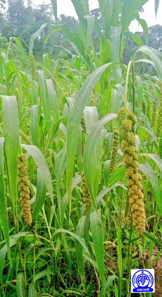 Listen to an interview today 25th April on Package & practices of #Millet with Dr.Vizokhonyu Yhome SDAO @focusnagaland in Farm & Home Programme @ 6.40pm in both PC & FM of AIR #Kohima.

@AkashvaniAIR
@ADGPNER
@AgriGoI
@MyGovNagaland
@AgriNgl

#AtmaNirbharKrishi
#IYM2023