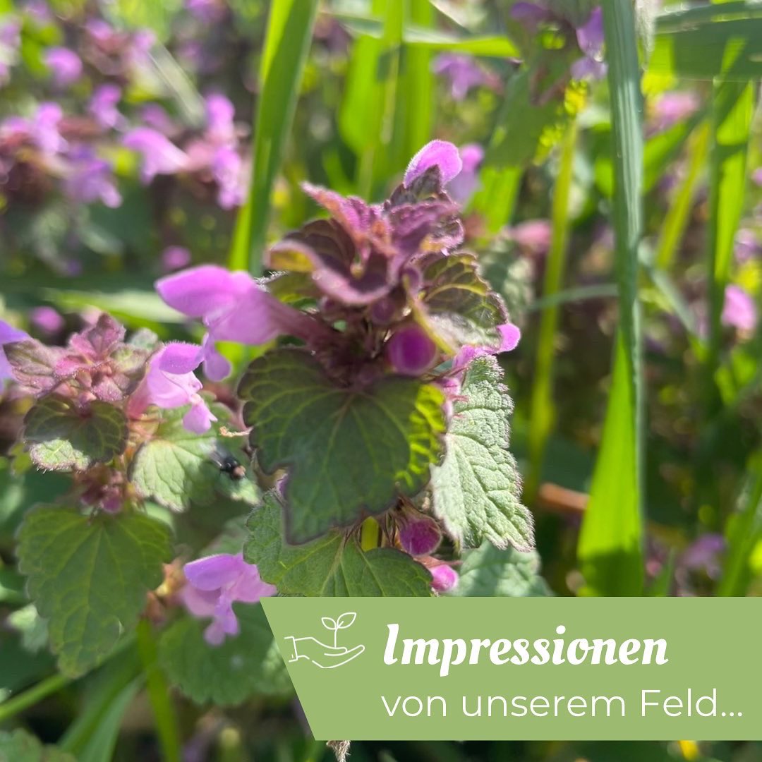 Oekokiste_K's tweet photo. 🌸🌼🍀 Auf unserem Feld wächst noch viel mehr außer Gemüse… 🤗🥰
Wusstest Du, dass man Löwenzahnknospen auch als „falsche Kapern“ einlegen kann? 🤭🤗

#Ökokiste #Biokiste #ökologischerlandbau #Biolieferservice #München #Freising #Dachau #Pfaffenhofen https://t.co/b5Y30QvfkP