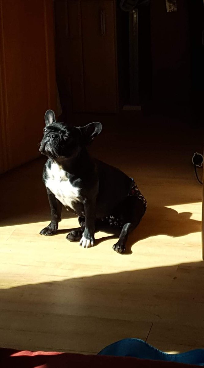 <a href="/peekaboo_jen/">Tash</a> That was my Elli, without an e.... Unfortunately, she crossed the rainbow bridge a year ago. 🌈