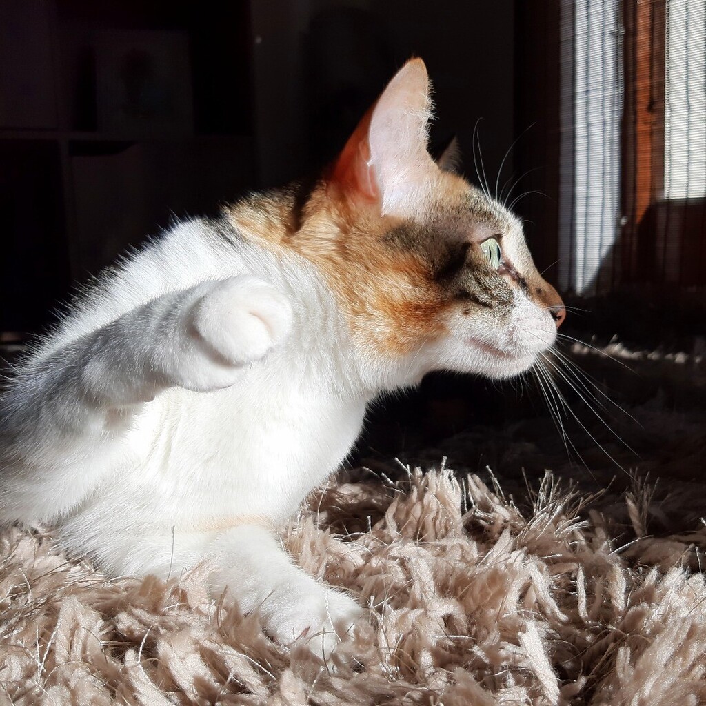 kitcatpuzzle's tweet photo. When you're thinking of taking up boxing π₯πΌπ₯
#catantics #catsboxing #catsintraining #catlife #toebeantuesday https://t.co/1zKcCBTZk1 https://t.co/dW4FPfk3TK