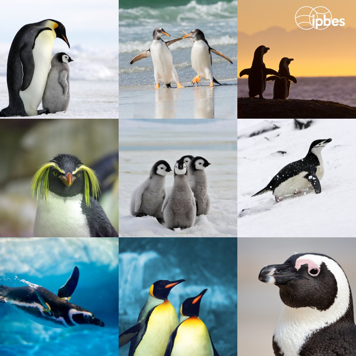 IPBES en français tweet media