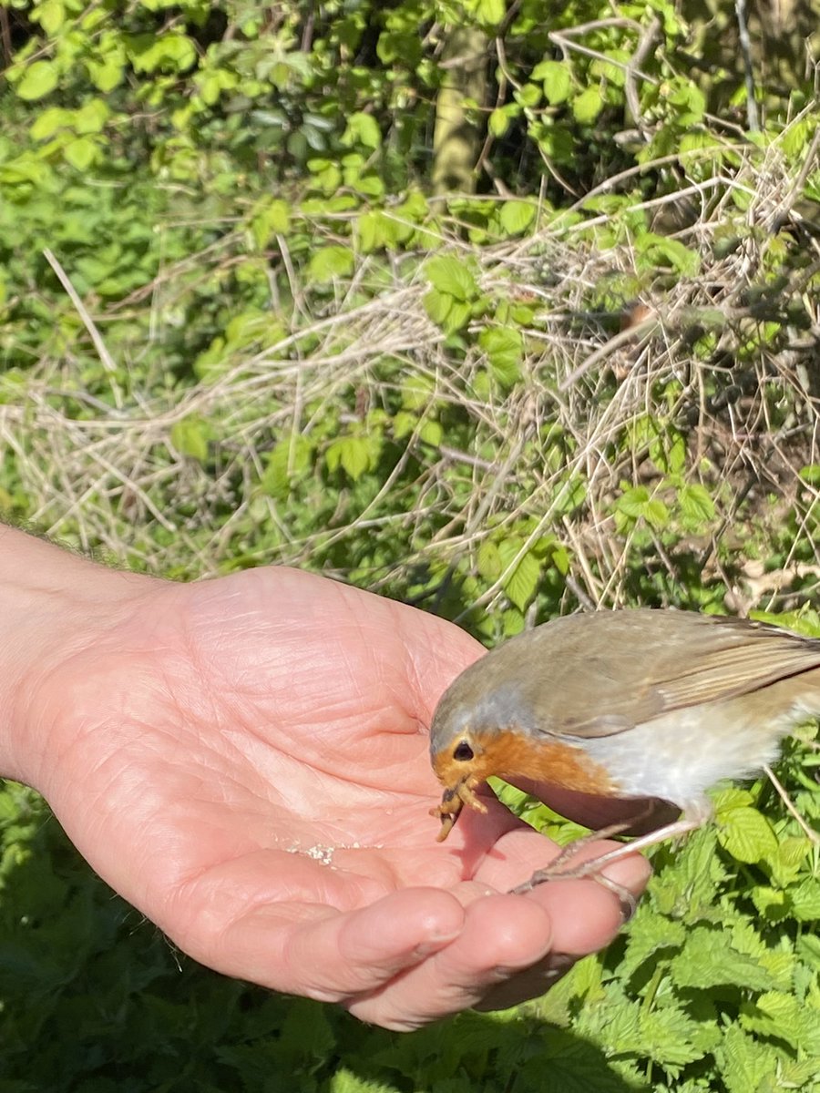 Brist2Naturally's tweet image. Meet Ribben the Robin who has made friends with naturalist Mike Williams at @BathCityFarm More to come from Ribben in our May episode along with other wildlife delights!