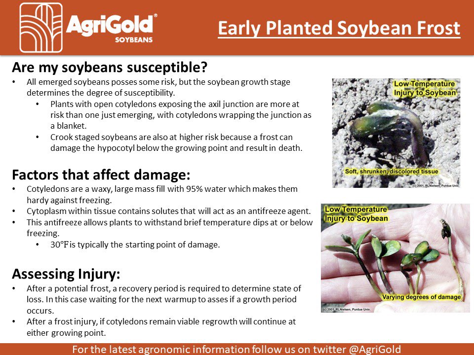 Parts of the Eastern Corn Belt experienced sub freezing temperatures overnight, with more of the same to come tonight. I noticed several fields were poking through yesterday that were planted several weeks ago. #Agrigold